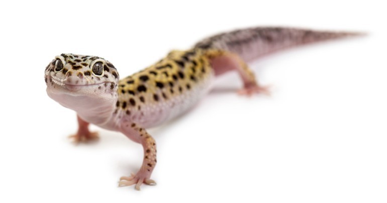 photo of smiling gecko