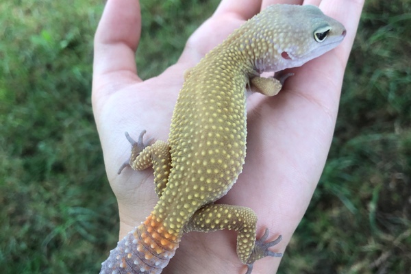 A Sustainable Brand for Geckos